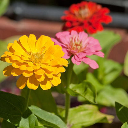 Zinnia, California Mix (1/4 lb)