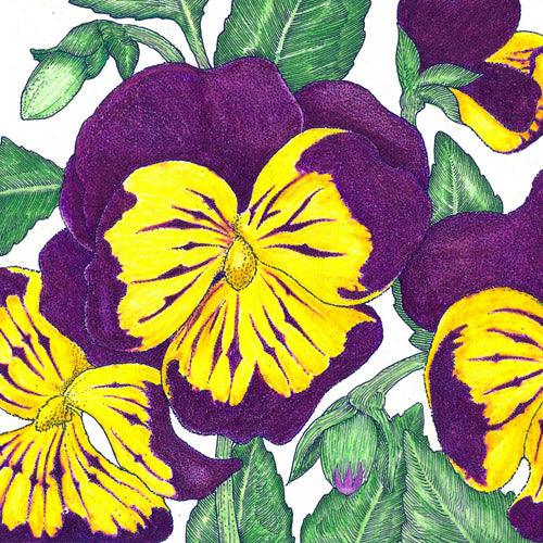 Johnny Jump Up Viola (pack)