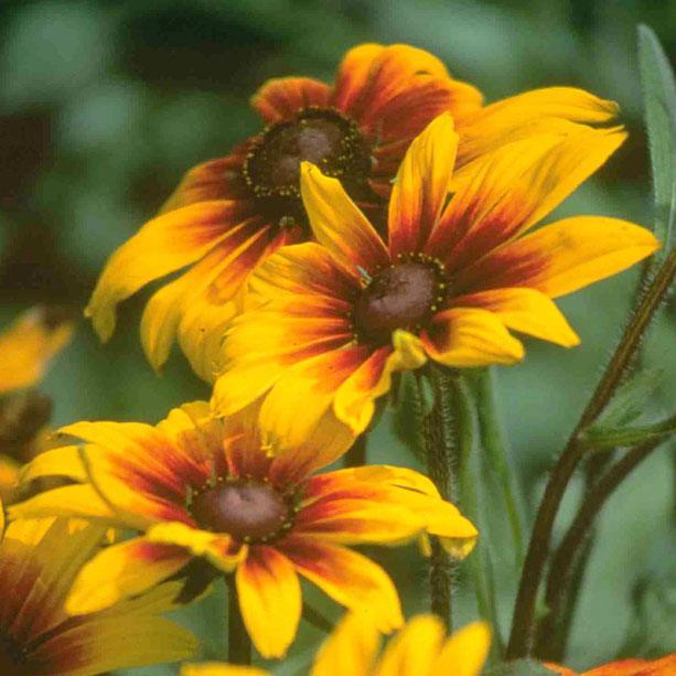 Daisy, Gloriosa (1/4 lb)
