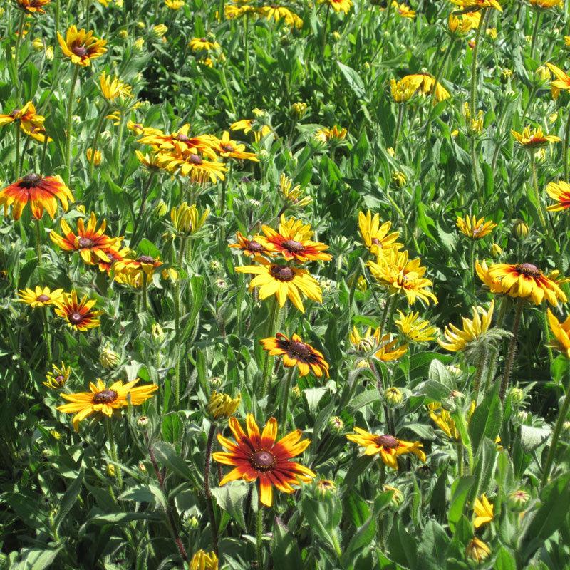 Daisy, Gloriosa (1/4 lb)