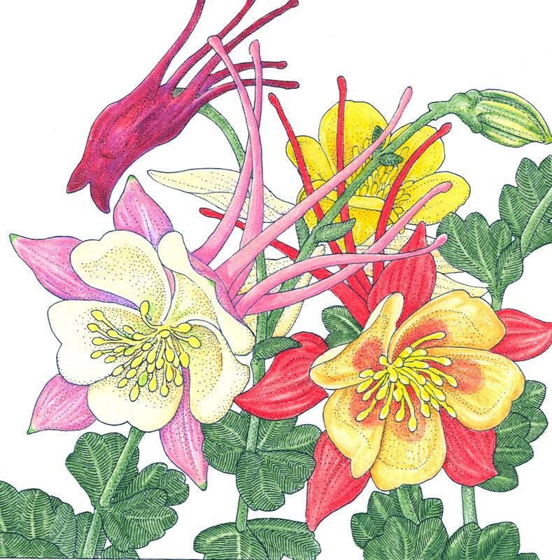 Columbine, "McKana's Giant Mix" (pack)