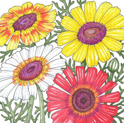 Daisy, Tricolor Mix (pack)