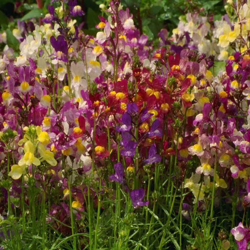 Spurred Snapdragon Seed Pack