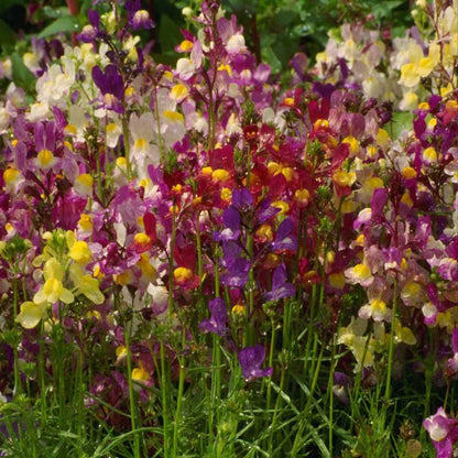 Spurred Snapdragon Seed Pack