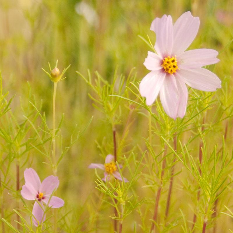 Cosmos, Sensation Mix (pack)