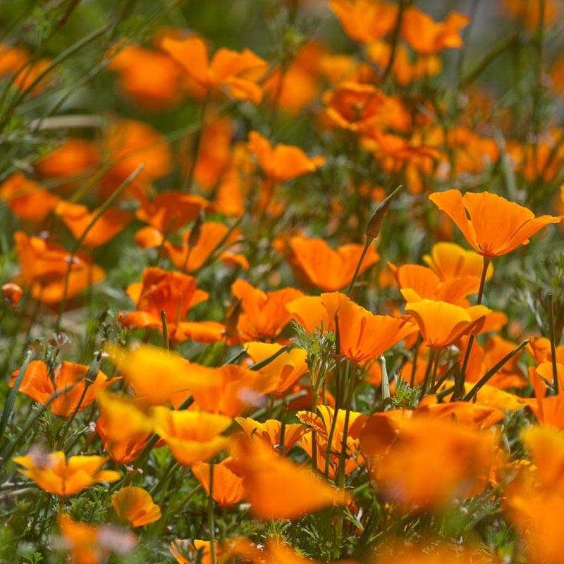 Poppy, California Golden (pack)