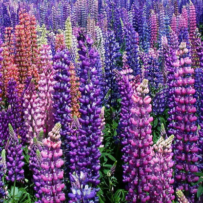 Lupine, Russell (lb)