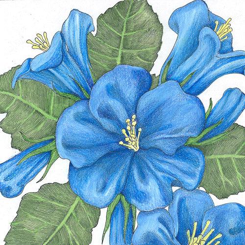 California Blue Bells (pack)