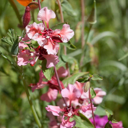Mountain Garland (1/4 lb)