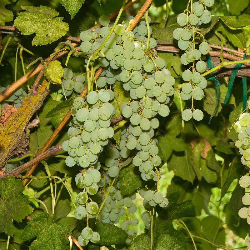 Himrod Seedless Table Grape Vine