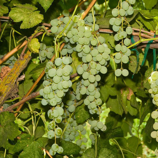 Himrod Seedless Table Grape Vine