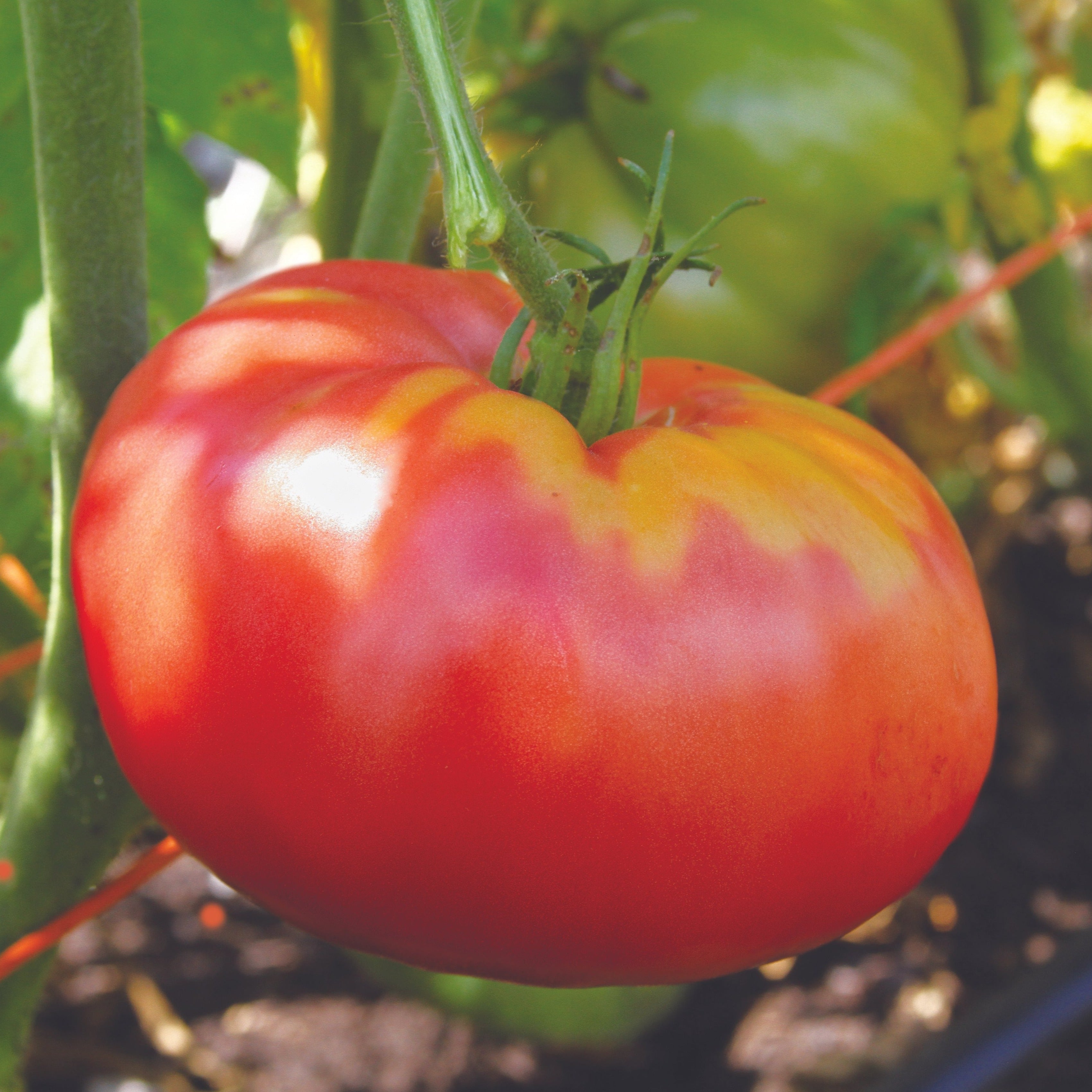 German Pink Tomato – Set Apart Farm & Gardens