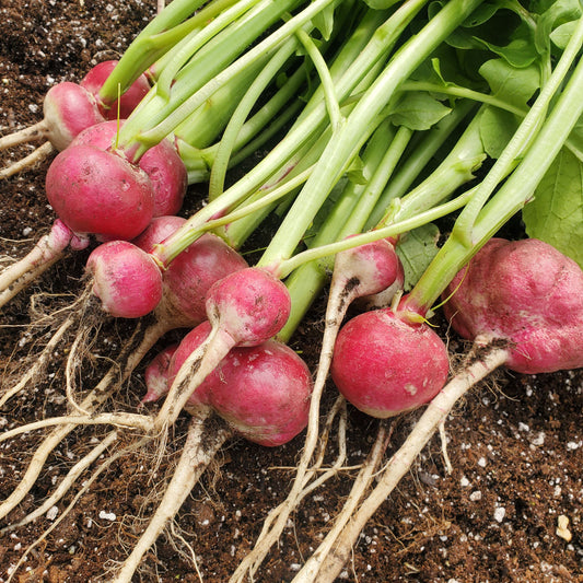 Lady Slipper Radish