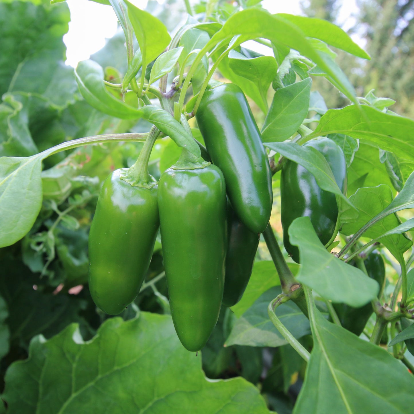 Jalapeno Pepper