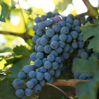 Cabernet Sauvignon Wine Grape Vine